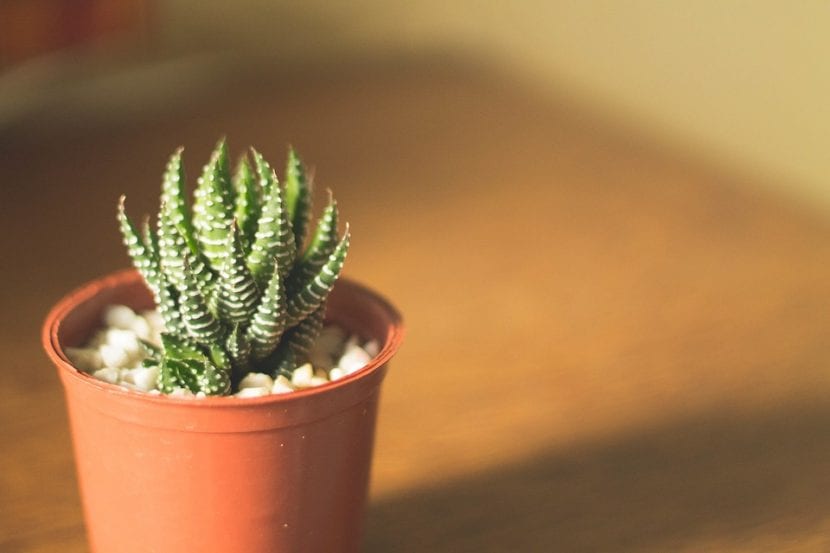 Haworthia cultivada en una maceta de plástico