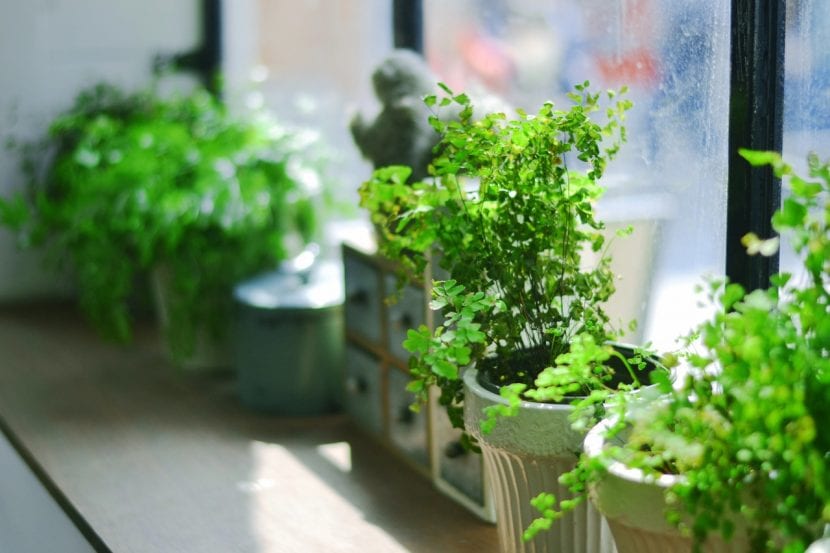 Plantas de interior en macetas