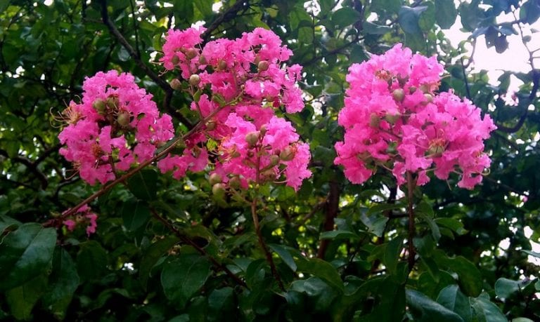 Árbol de Júpiter (Lagerstroemia indica) en plena floración estival