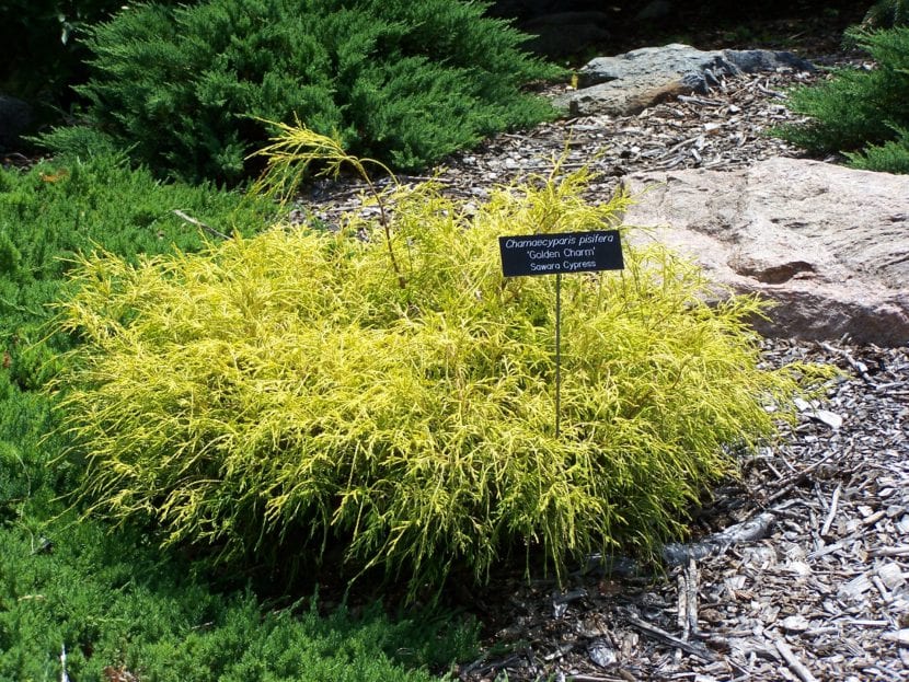Chamaecyparis pisifera Golden Charm de follaje dorado