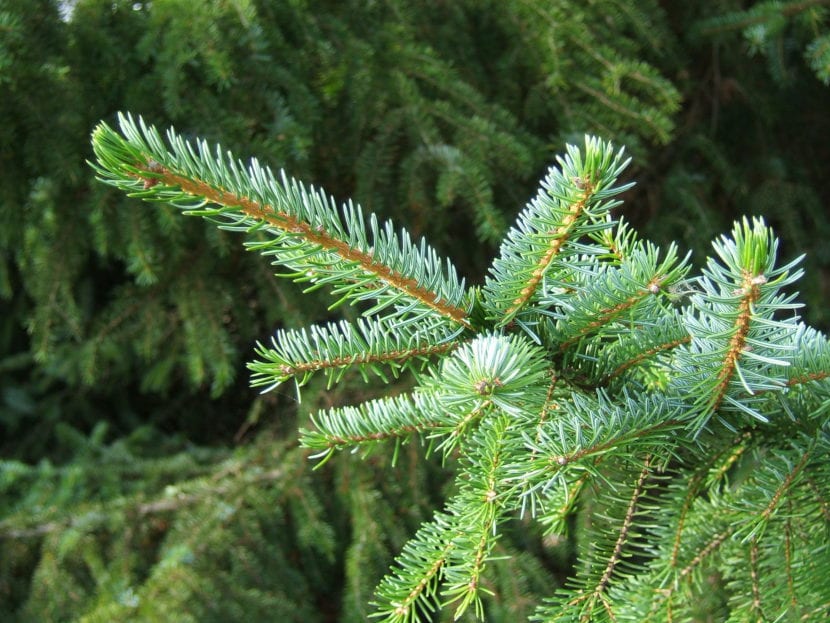 Picea omorika de porte compacto