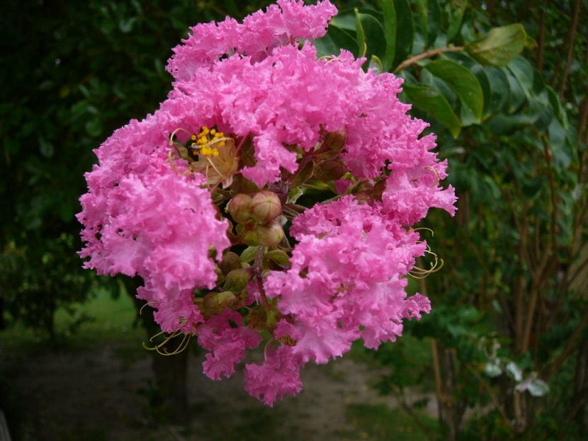 Lagerstroemia indica en flor