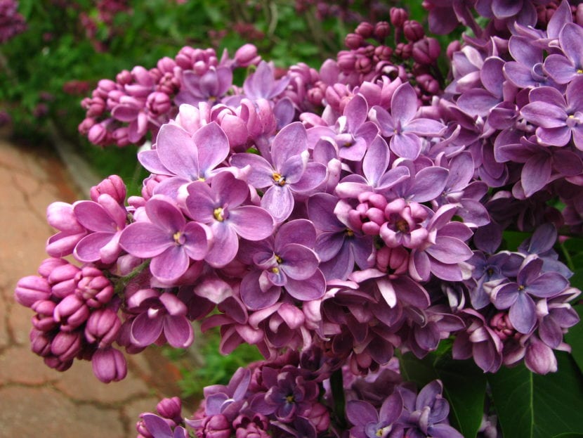 Lila común en flor