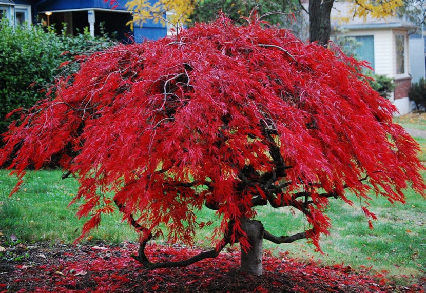 Arce japonés con hoja roja en otoño