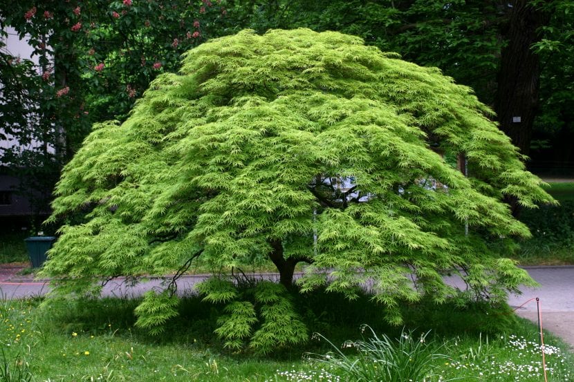 Acer palmatum con el follaje rojizo característico