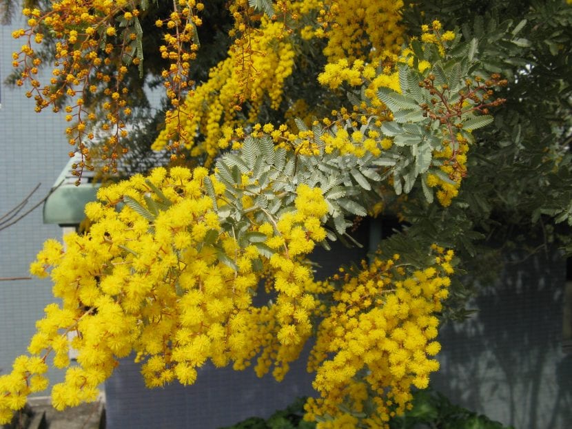 Ramas de Acacia baileyana en plena floración amarilla