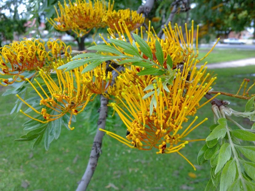 Follaje finamente dividido de Grevillea robusta