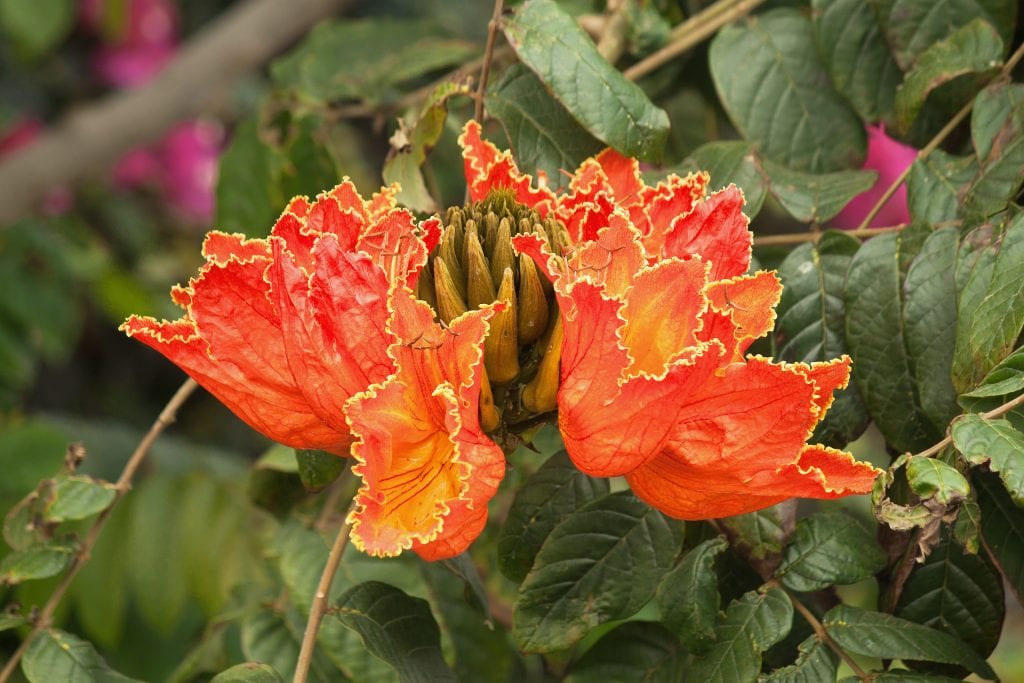 Árboles de hoja perenne: 5 especies para el jardín