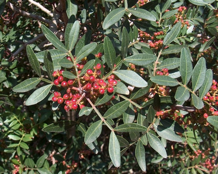 Hojas coriáceas y frutos de Pistacia lentiscus