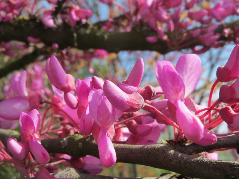 Flores rosas del árbol del amor sobre el tronco
