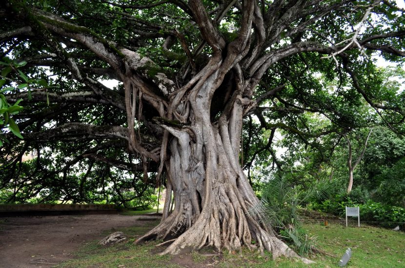 Árbol adulto de gran porte con el tronco visible