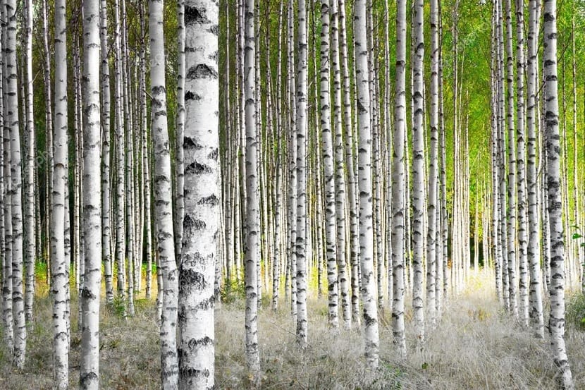 Abedul blanco (Betula alba): cultivo, cuidados y dónde plantarlo