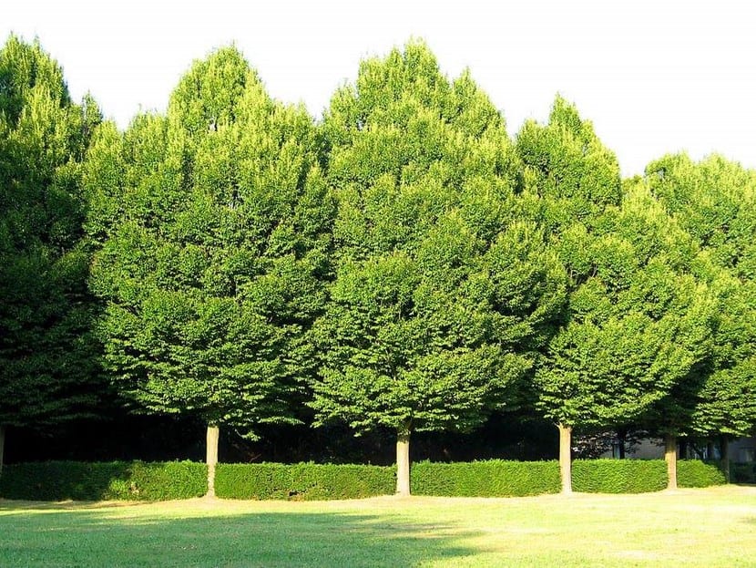 Abedul: cultivo, cuidados y usos de Betula pendula
