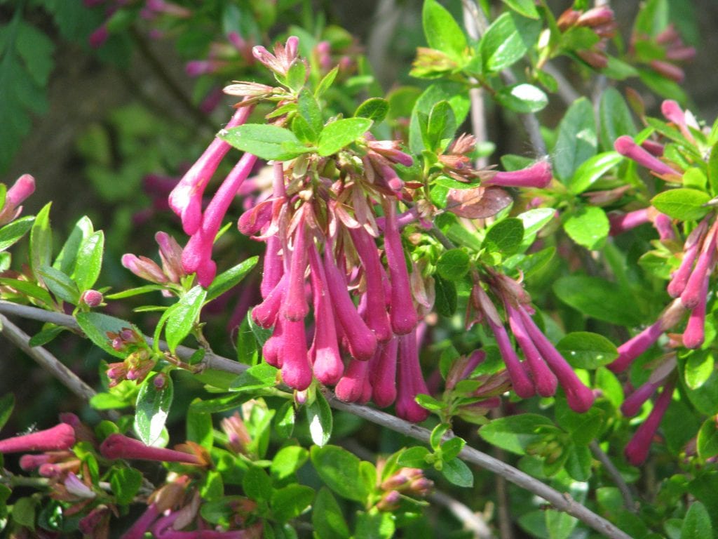 Abelia floribunda: cuidados, poda y multiplicación