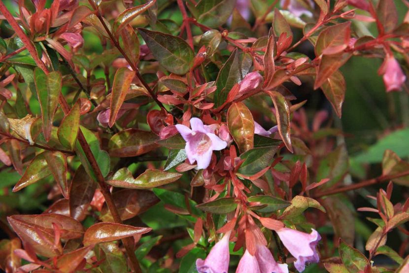 Flores rosadas y acampanadas del arbusto Abelia grandiflora