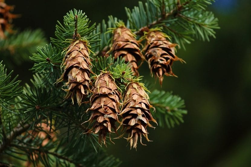 Ejemplar adulto de abeto de Douglas (Pseudotsuga menziesii)