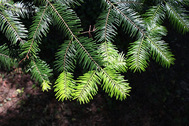 Abeto gigante (Abies grandis): cultivo, clima y cuidados