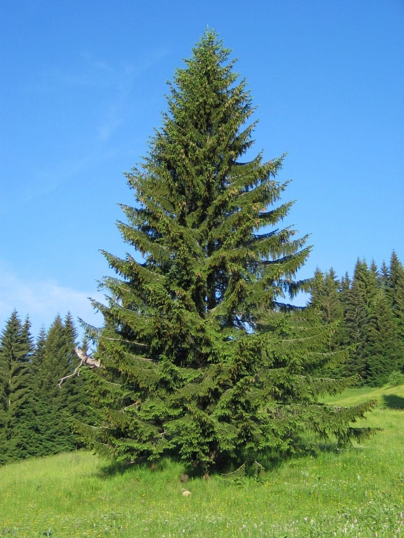 Ejemplar adulto de Picea abies con porte cónico y ramas péndulas