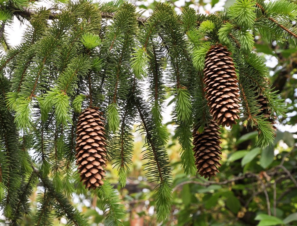 Abeto rojo (Picea abies): cultivo, variedades y cuidados