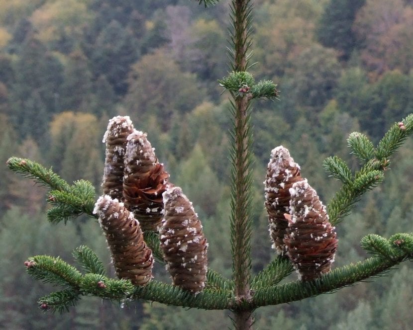 Piñas erguidas de Abies alba sobre la rama