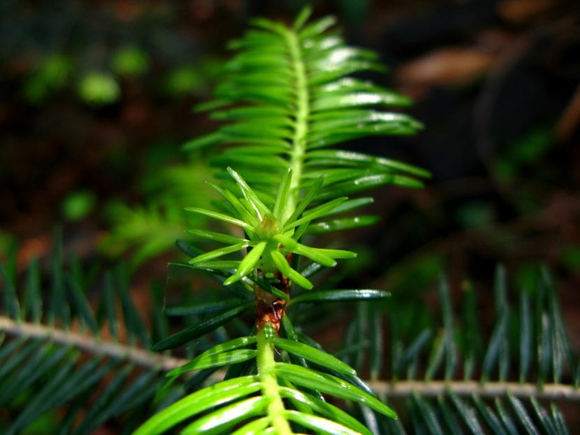 Brotación nueva de acículas en Abies alba
