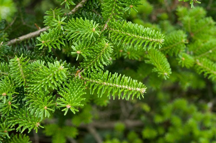 Acículas de Abies koreana con las bandas blancas del envés