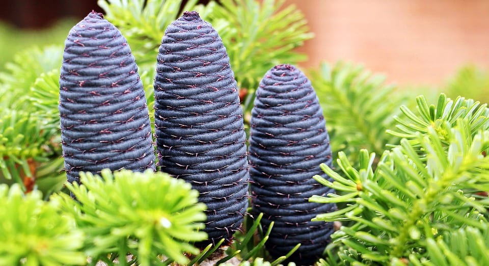 Abies koreana: cultivo, cultivares y clima que necesita