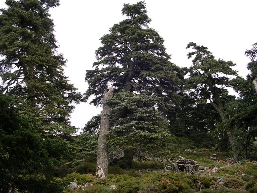 Pinsapos creciendo en su hábitat de montaña