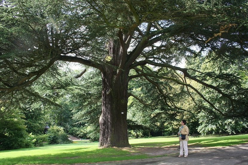Cedro del Líbano adulto, uno de los abietáceos más plantados en parques