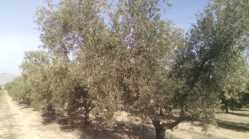 Abonado del olivo: nutrientes, dosis y época correcta