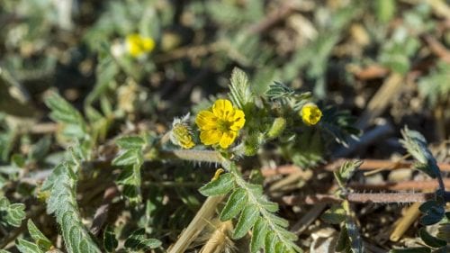 Flores amarillas de cinco pétalos del abrojo entre hojas pinnadas