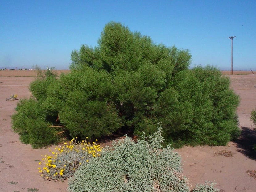 Acacia cyclops: identificación, cultivo y control