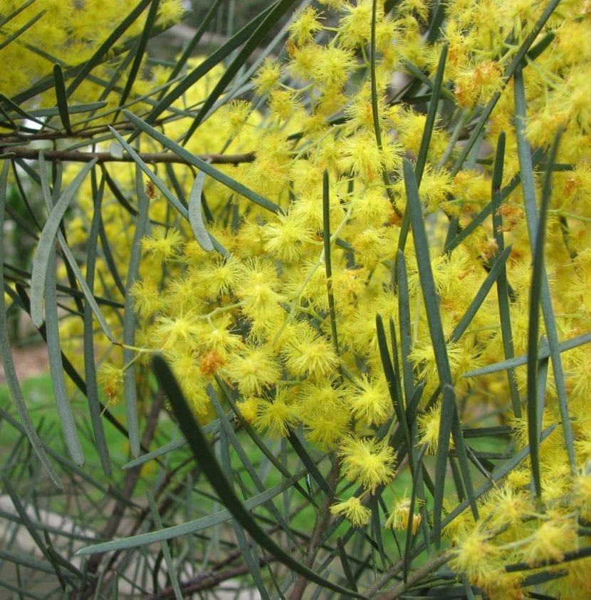 Cabezuelas amarillo pálido de Acacia cognata en flor