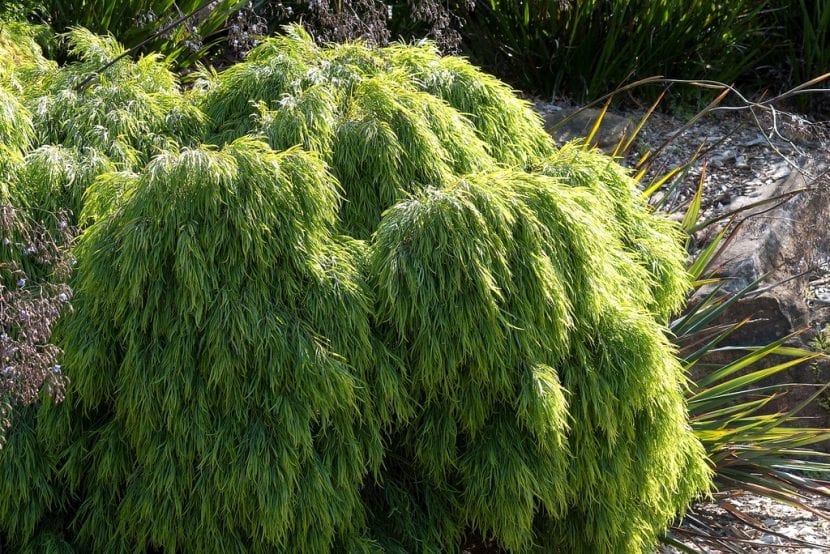 Follaje péndulo y estrecho de Acacia cognata