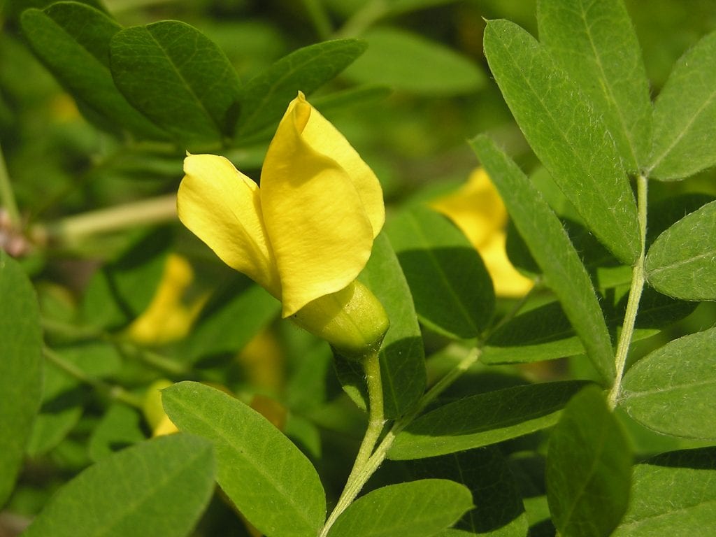 Caragana arborescens: guía de cultivo de la acacia de Rusia
