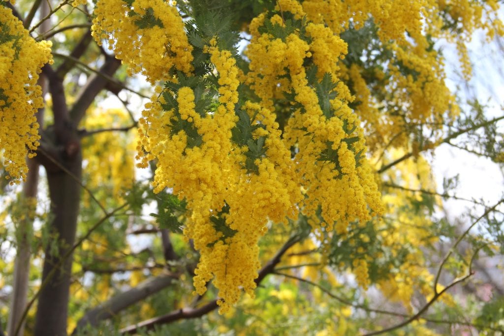 Acacia dealbata: cuidados, poda y por qué es invasora