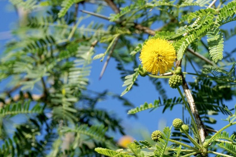 Acacia farnesiana en flor con cabezuelas amarillas