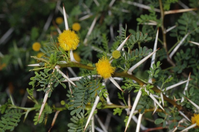 Espinas blancas pareadas de Acacia horrida