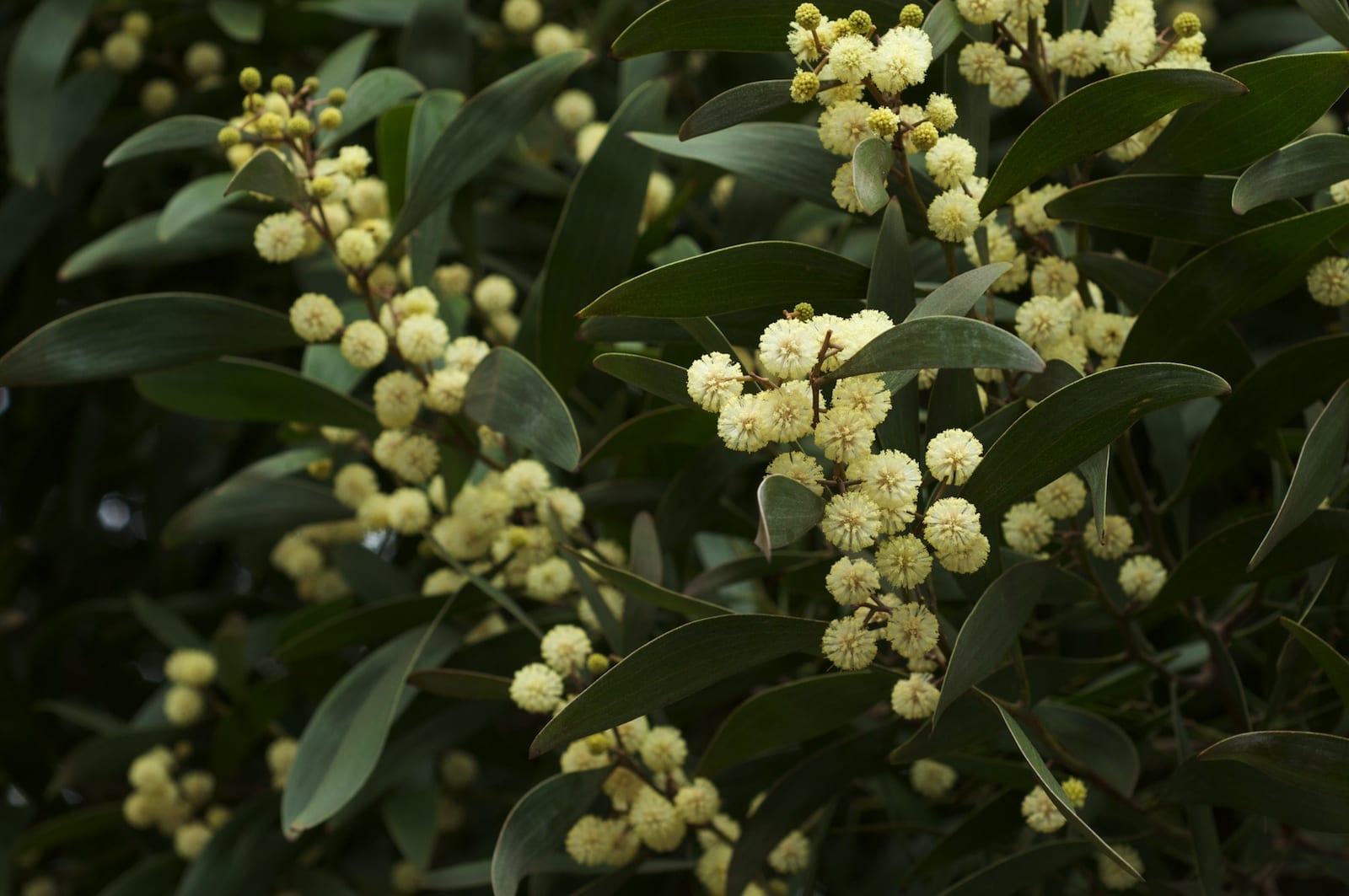 Acacia negra (Acacia melanoxylon): guía completa