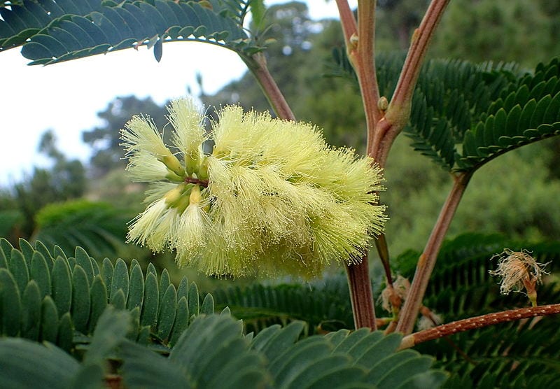 Acacia plumosa: cuidados de la Paraserianthes lophantha