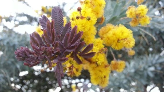 Acacia púrpura: qué árbol es y cómo cuidarlo