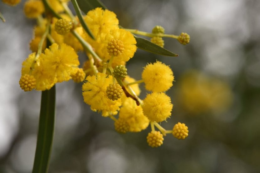 Acacia saligna en flor con sus cabezuelas amarillas y filodios colgantes