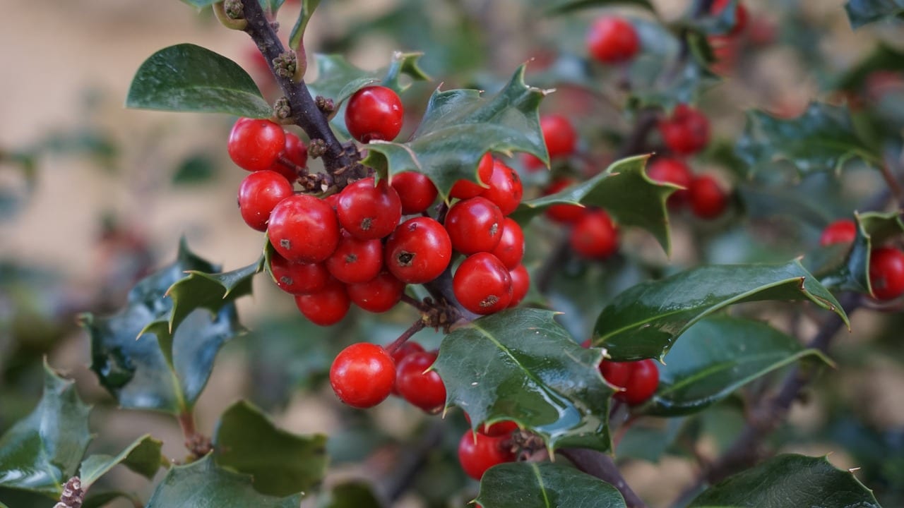 Acebo: cuidados, sexo de la planta y frutos rojos
