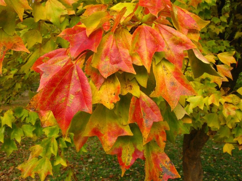 Hojas trilobuladas de Acer buergerianum con color otoñal