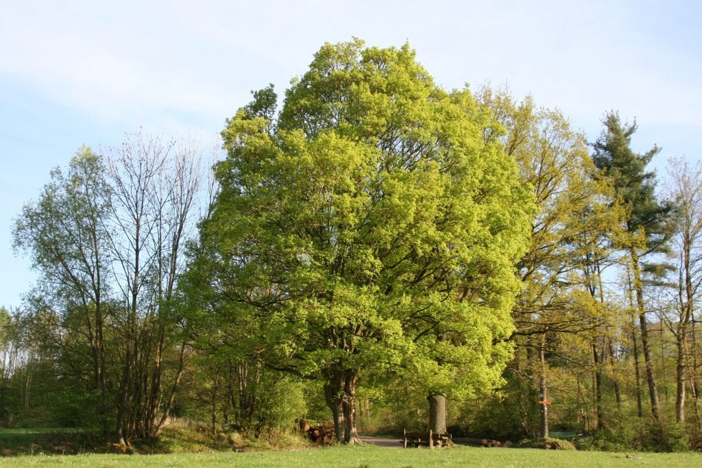 Acer campestre: guía completa de cultivo y cuidados