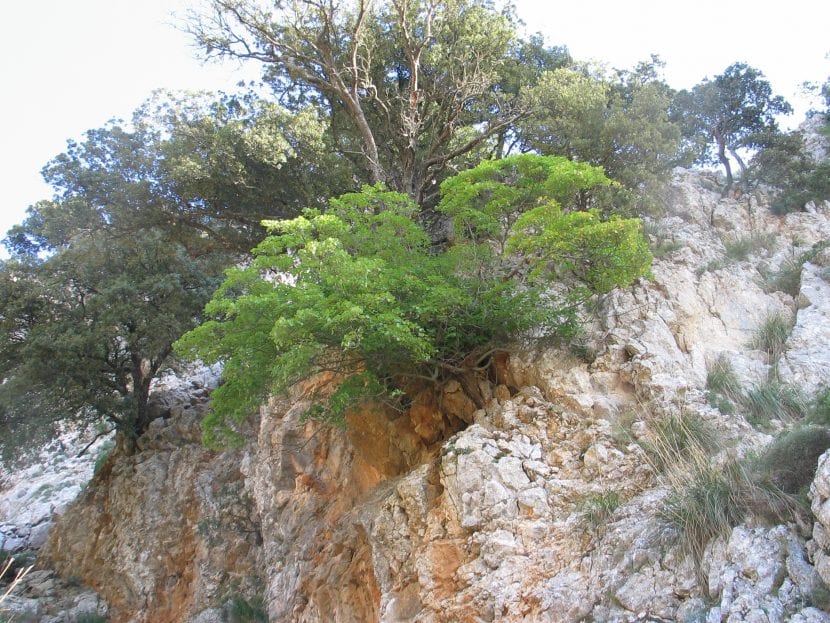 Ejemplar de Acer opalus subsp. granatense