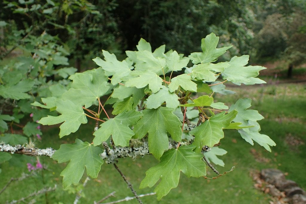 Acer granatense: el arce que sí tolera el suelo calizo