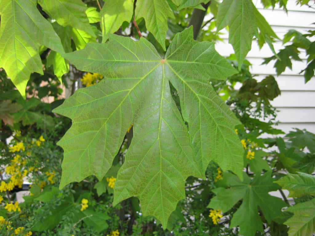 Acer macrophyllum: cultivo del arce de hoja grande