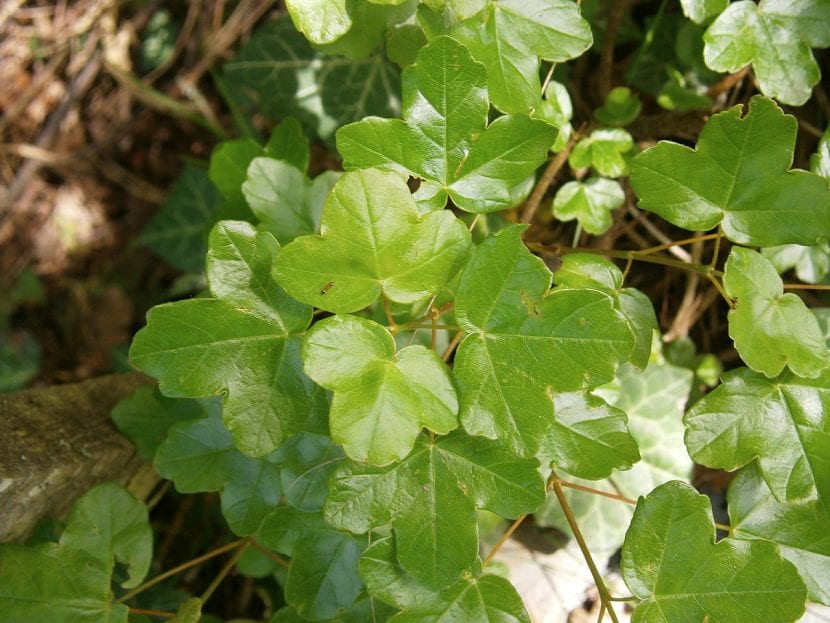 Hojas trilobuladas de Acer monspessulanum