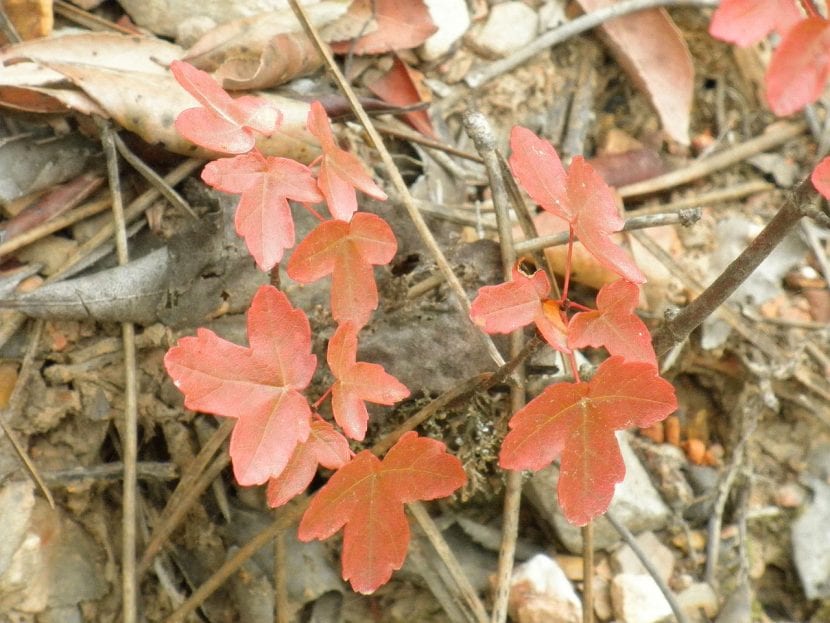 Acer monspessulanum con color otoñal